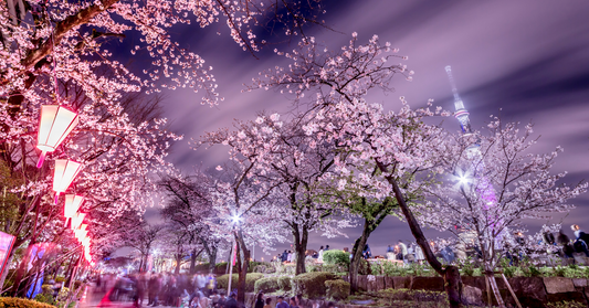 Tokyo’s Cherry Blossoms Are in Full Bloom! Enjoy Hanami with a Craft Beer in Hand